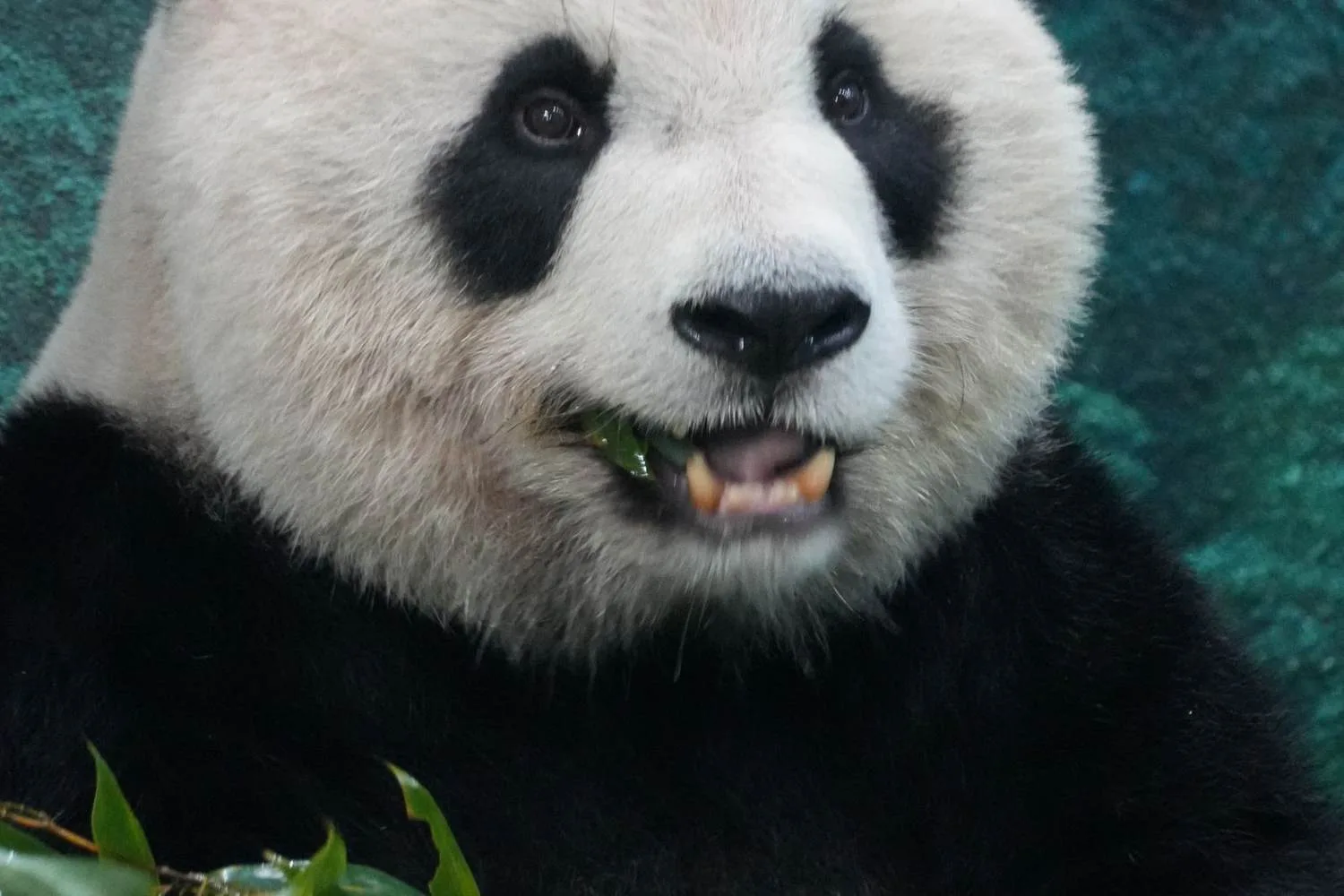 Sichuan: Pandas & Jiuzhaigou guide cover